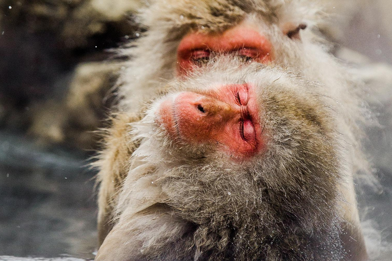 Nagano Tokyo: Snow Monkey Private Day Tour Hotel Pick & Drop Snow Monkey Private Day Tour Hotel Pick & Drop Off In Crown