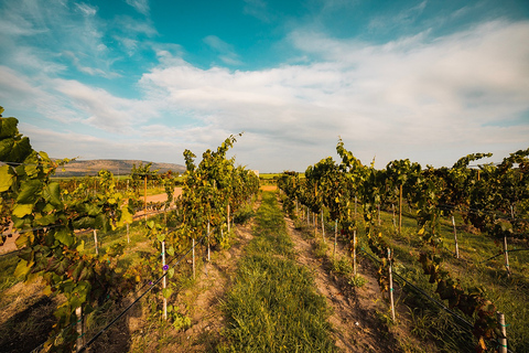 León (Spanien) Vinprovning och vingårdstur på Viñedo Jalpense