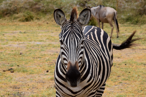 Viaggio di due giorni al Lago Manyara con canoa e passerella tra le cime degli alberiCampeggio a Karatu