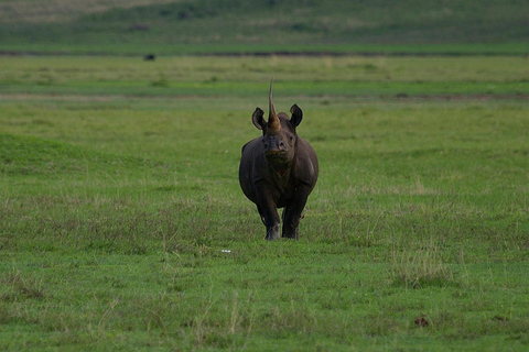 8-Day Group budget Safari Through Kenya and Tanzania