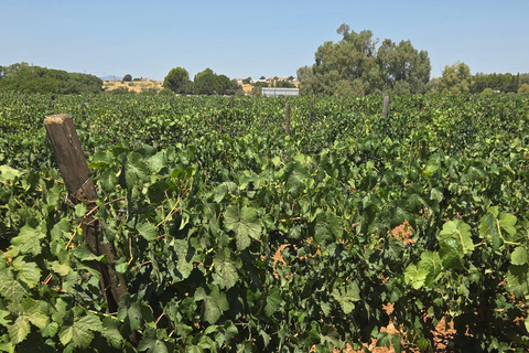 Ronda: Day Trip with Guided Tour Romantic Ronda in French
