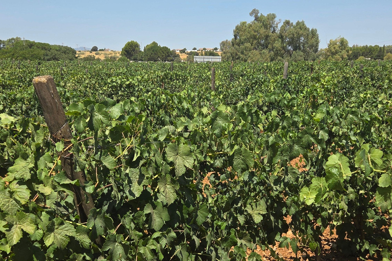 Ronda: Day Trip with Guided Tour Romantic Ronda in French