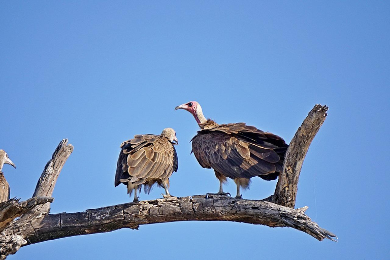 MIKUMI NATIONALPARK TAGESTOUR AB SANSIBAR