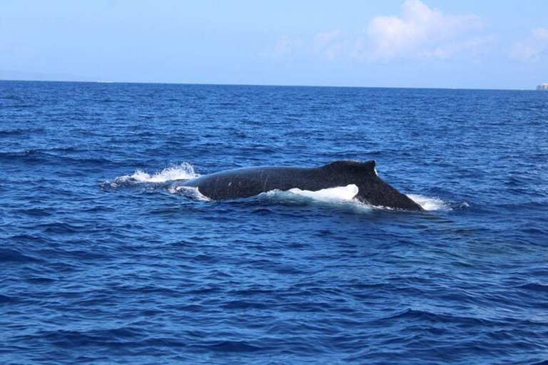 Lahaina: Humpback Whale Watching Cruise