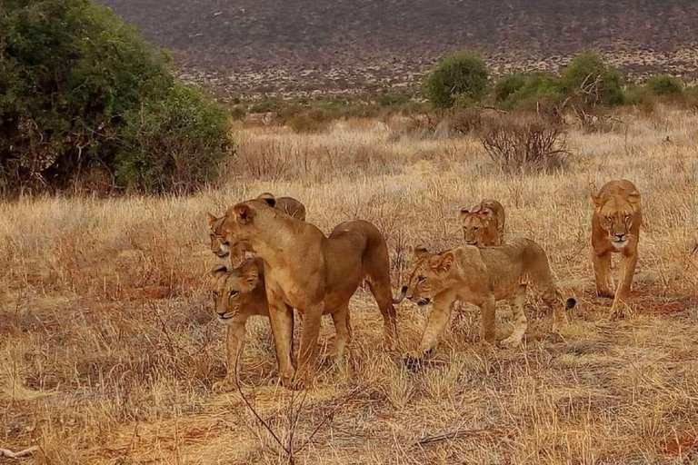 3 jours, 2 nuits de safari à Tsavo au départ de Nairobi