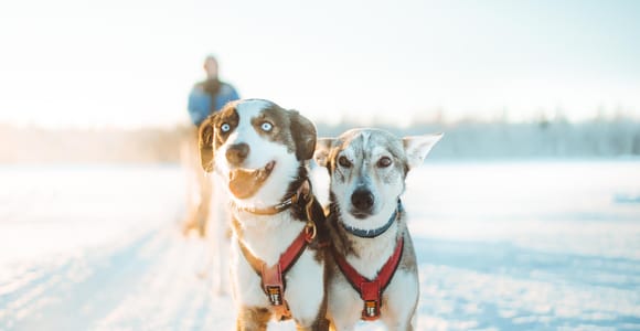 Rovaniemi: Apukka Husky Adventure 6km, self-driven