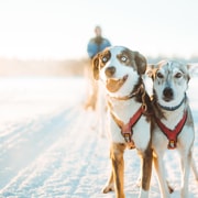Rovaniemi: aventura de 6 km con huskies en Apukka (conducción propia)