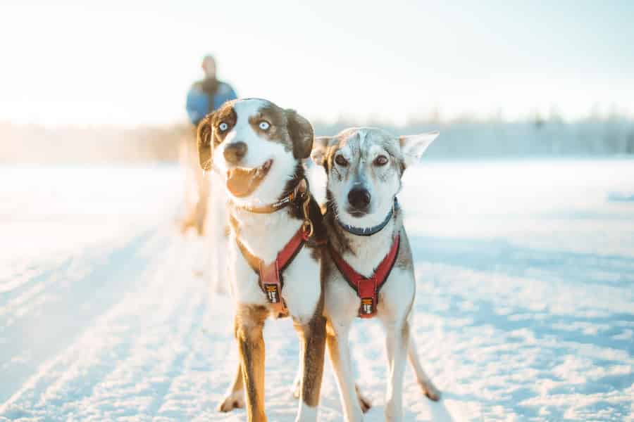 Rovaniemi: Apukka Husky-Abenteuer 7 km, selbst gefahren. Foto: GetYourGuide