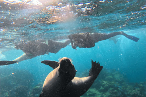 La Paz: Espiritu Santo Island Sea Lion Snorkeling