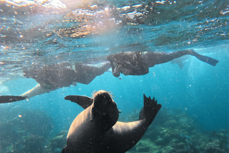 La Paz: Espiritu Santo Island Sea Lion Snorkeling