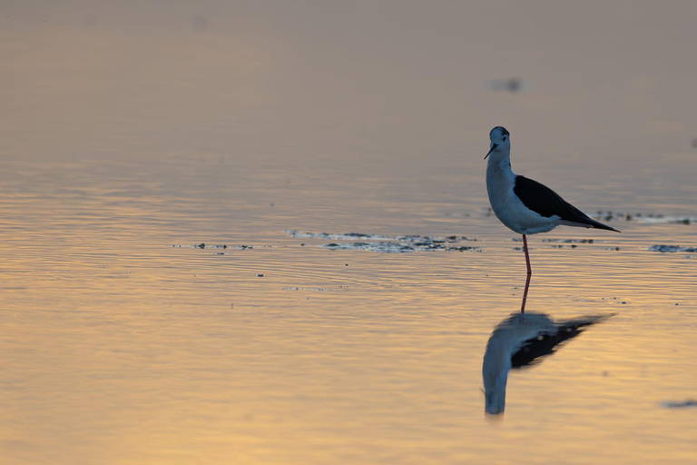 Camargue: Special sunrise/sunset photography session with horses and birds Camargue: Special sunrise/sunset photo shoot with horses and birds