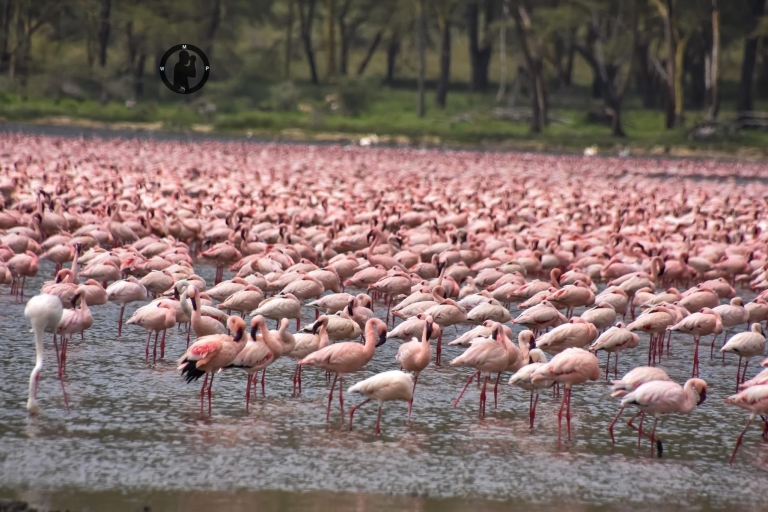 2 Tage Lake Nakuru und Lake Naivasha Safari Paket