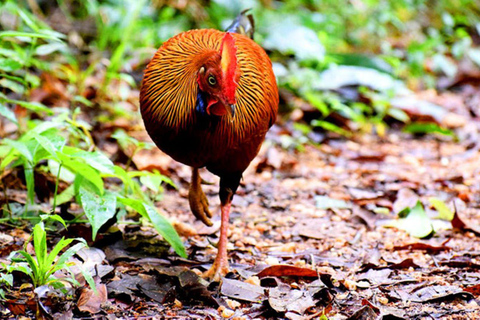 Sinharaja Rainforest: Guided Day Tour from Bentota/Colombo Pick up From Hotel Riu Ahungalla/Bentota/Kalutara/Beruwala