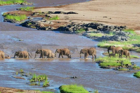 Half Day Safari Tala Game Reserve & Phezulu