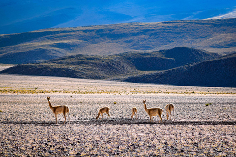 La Paz a Uyuni via Parque Nacional Sajama