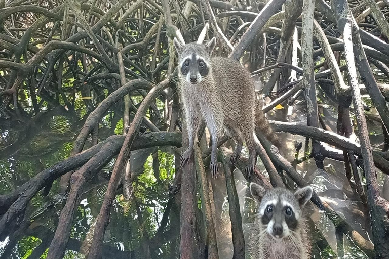 Daytour to Playa blanca with Snorkeling and racoon sighting