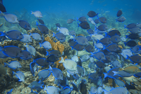 Punta Cana: Private Catalina Island Snorkeling Trip with