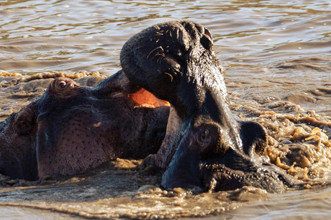 Arusha: Safari di 4 giorni al Lago Manyara, Serengeti e Ngorongoro