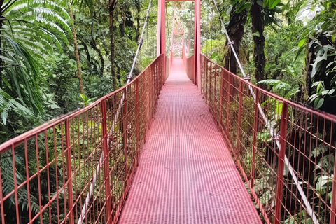 Monteverde: Epiphyte Trail – Orchids, Birds & Wildlife