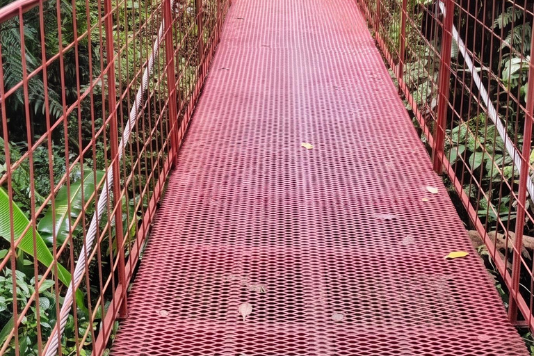 Monteverde: Epiphyte Trail – Orchids, Birds & Wildlife