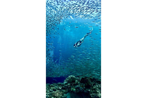 Moalboal : Scuba Diving Sardine Run and Turtle Chasing Scuba Diving: Sardine Run, Turtle Chasing &Pescador Island