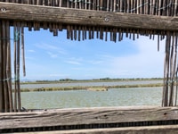 Salina di Cervia, in barca alla ricerca di fenicotteri - Housity