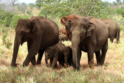 Au départ d'Udawalawe :- Safari d'une journée dans le parc national