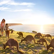 Great Ocean Road and Wildlife Day Tour Great Ocean Road and Wildlife Day Tour