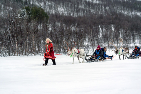 Von Tromsø: Rentierschlittenfahren am Tag im Camp Tamok