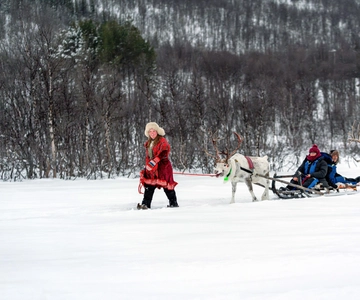From Tromsø: Daytime Reindeer Sledding at Camp Tamok