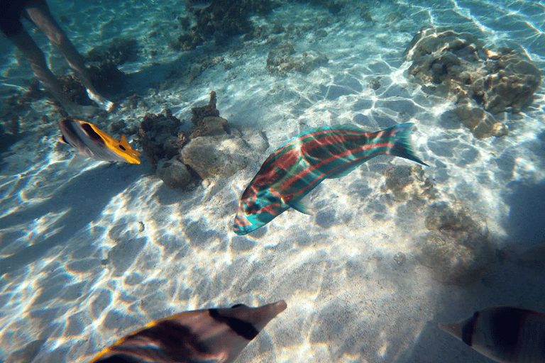 Tahaa & Raiatea: Coral Garden, Tropical Snorkeling, and Pearl Farm