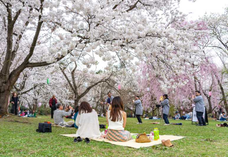 Private & Unique Kanazawa Cherry Blossom "Sakura" Experience