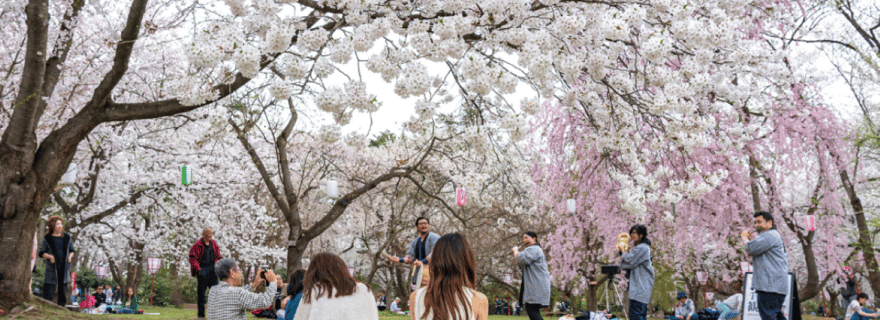 Expérience privée et unique de la floraison des cerisiers 