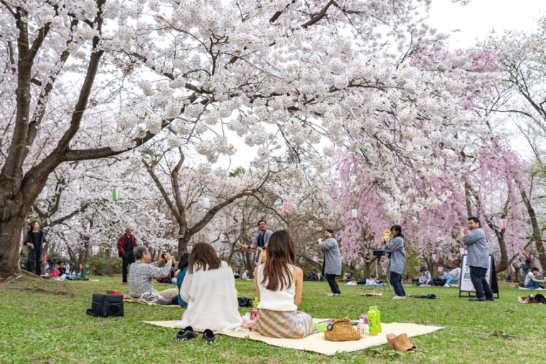 Private & Unique Kanazawa Cherry Blossom "Sakura" Experience