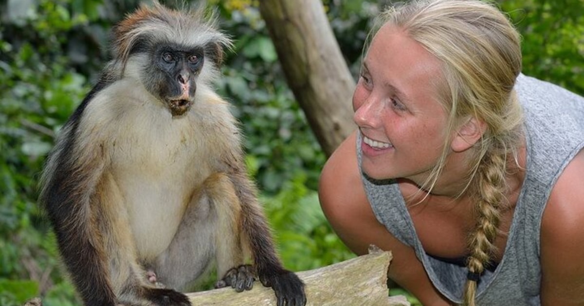 Zanzíbar: Visita guiada a la selva de Jozani para observar monos ...