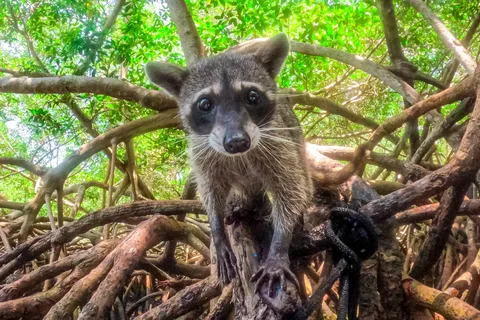 Barú Day Tour: Mangroves, Snorkeling, Sunset & Plankton