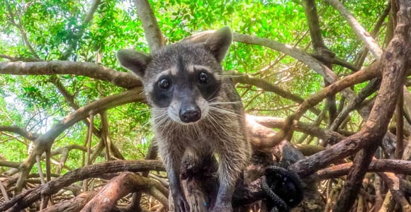 Barú Day Tour: Mangroves, Snorkeling, Sunset & Plankton