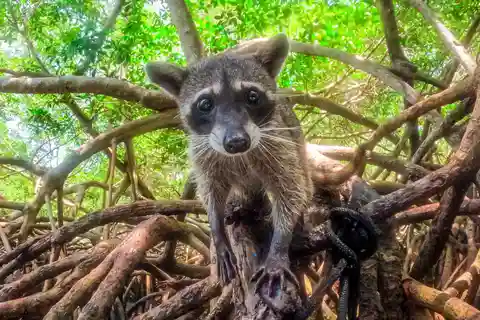 Barú Day Tour: Mangroves, Snorkeling, Sunset & Plankton