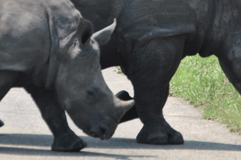 Safari de 2 días al Parque Nacional de Pilanesberg desde Johannesburgo