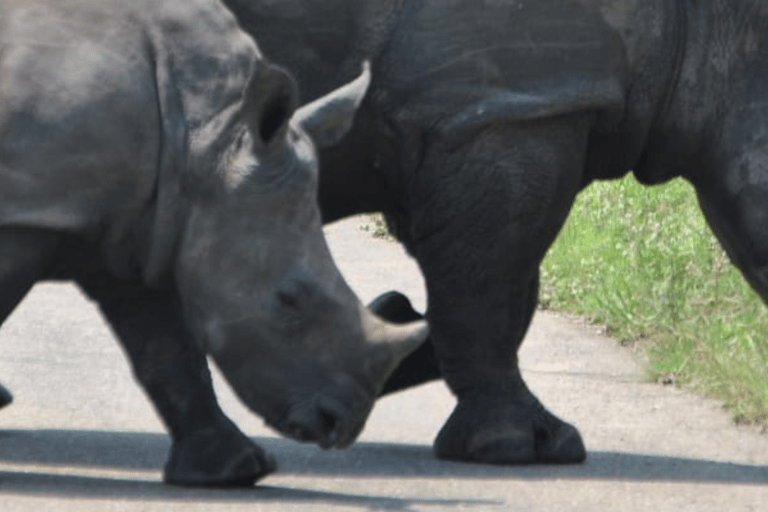 Safari de 2 días al Parque Nacional de Pilanesberg desde Johannesburgo