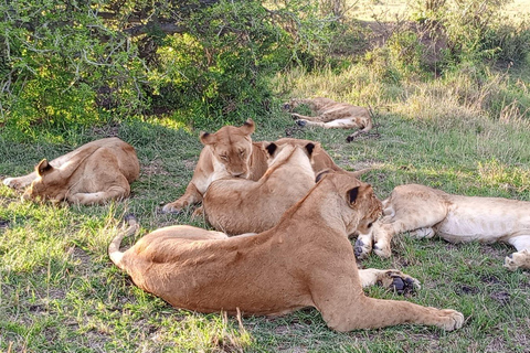 Excursión de un día al Parque Nacional Masai Mara y visita a la aldea Masai