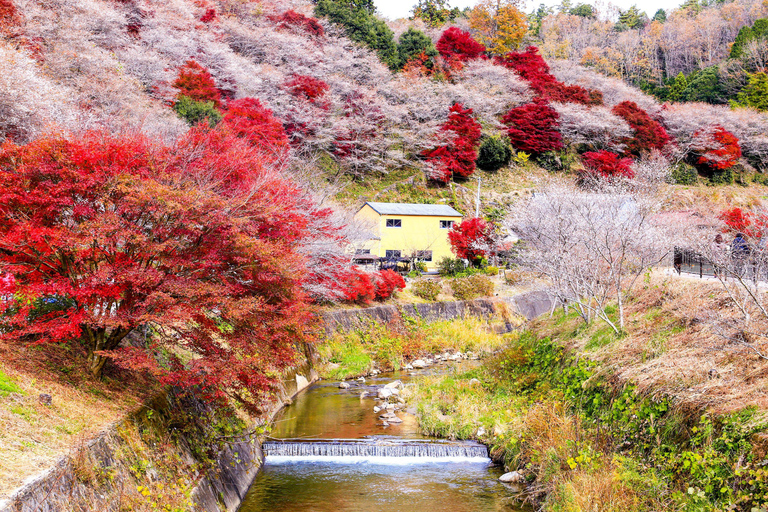 Nagoya: Autumn Korankei Gorge & Shikizakura Highlights Tour Shared Tour, Meet at Chubu Electric Power MIRAI Tower