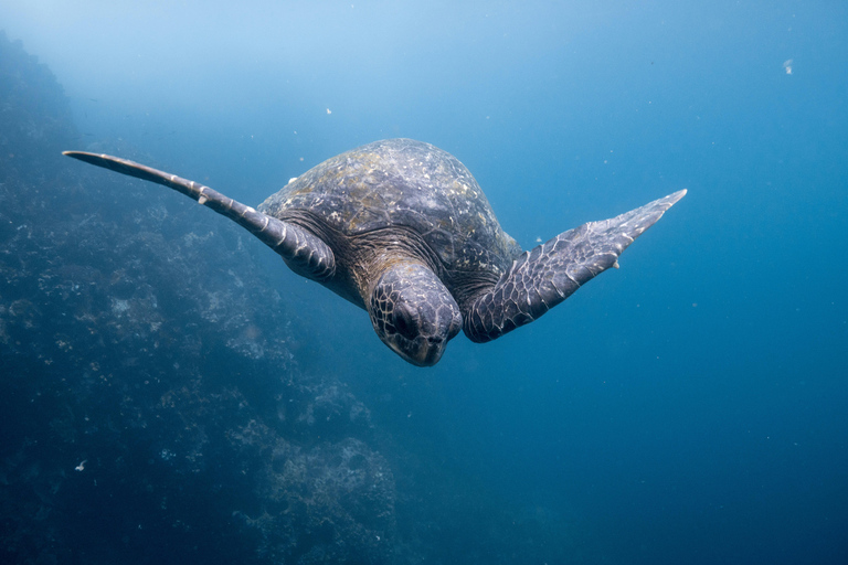 Galápagos Explorer: Santa Cruz & Isabela 6-Day Adventure
