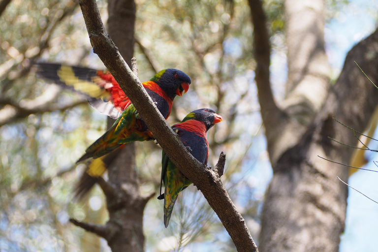 Safari nella fauna selvatica di Sydney