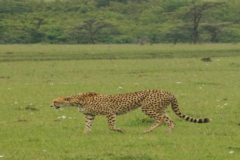 From Nairobi: 3-Day Amboseli National Park Safari with Meals