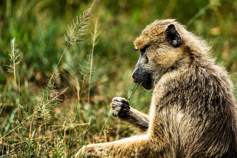 From Zanzibar: Best Day Safari Mikumi with flights and lunch