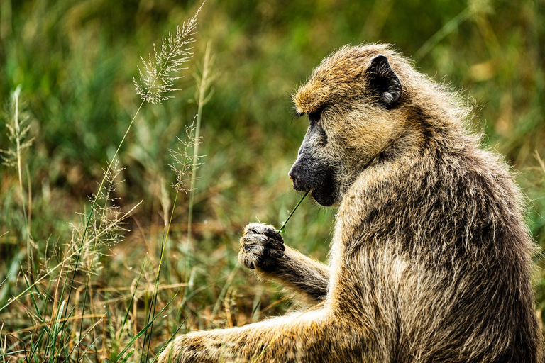 From Zanzibar: Best Day Safari Mikumi with flights and lunch