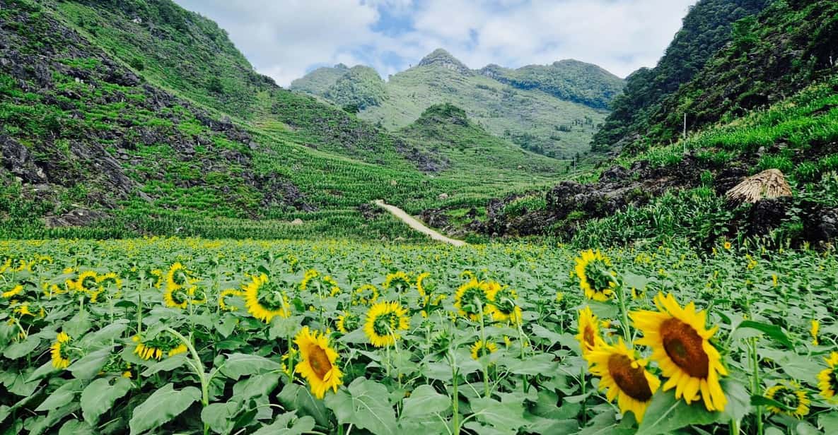 From Hanoi : Ha Giang Loop 3D2N Hong Hao | GetYourGuide