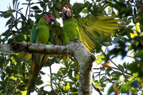 COSTA RICA:UPPTÄCK COSTARICAS VILDA DJUR-STRAND &amp; SKOG 2VECKOR