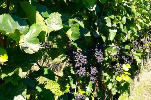 Koblenz: Der lebendige Weinberg, Natur- und Weingenuss